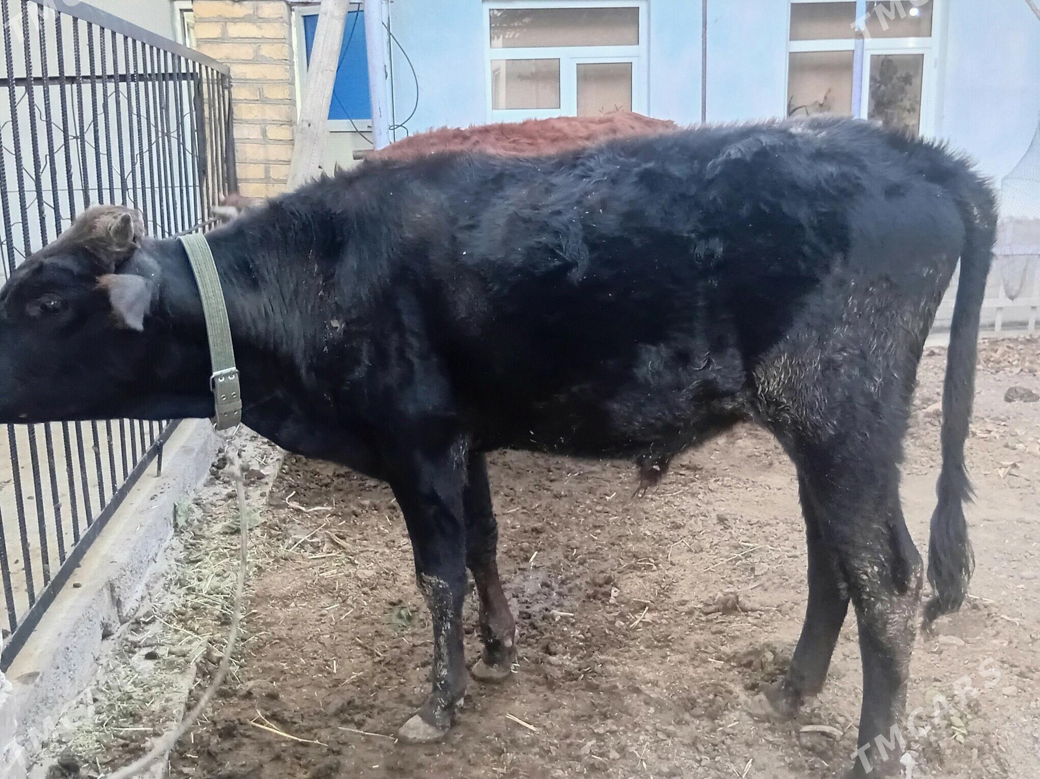 Okuzler ve unajyn - Türkmenabat - img 6