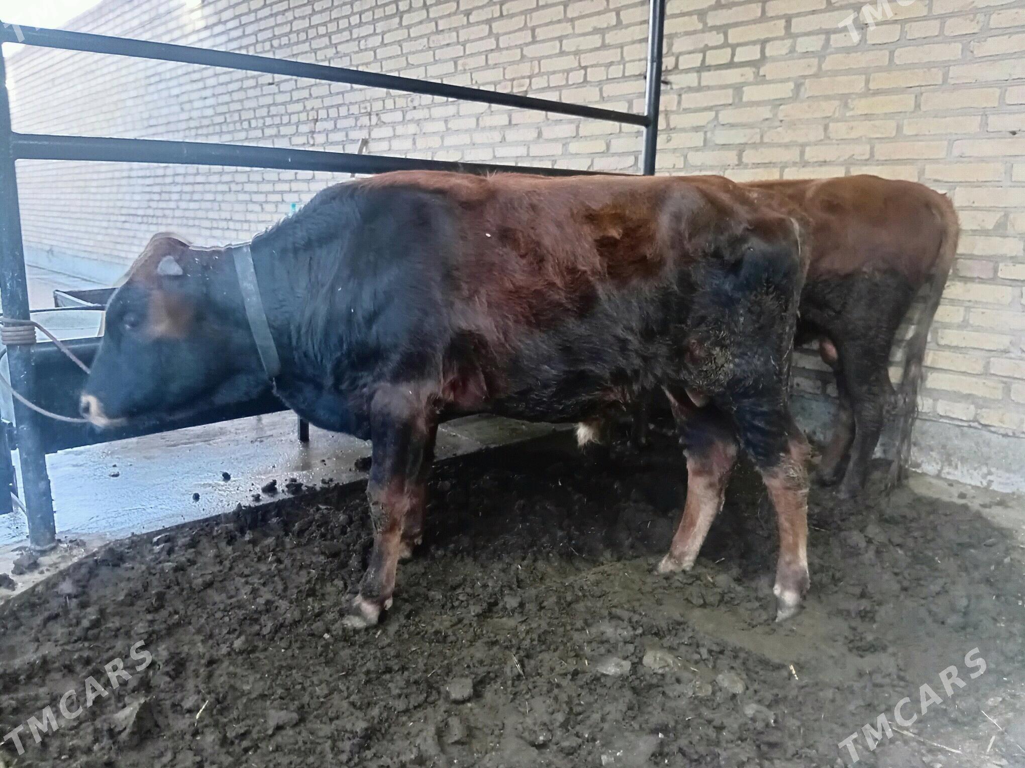 Okuzler ve unajyn - Türkmenabat - img 4