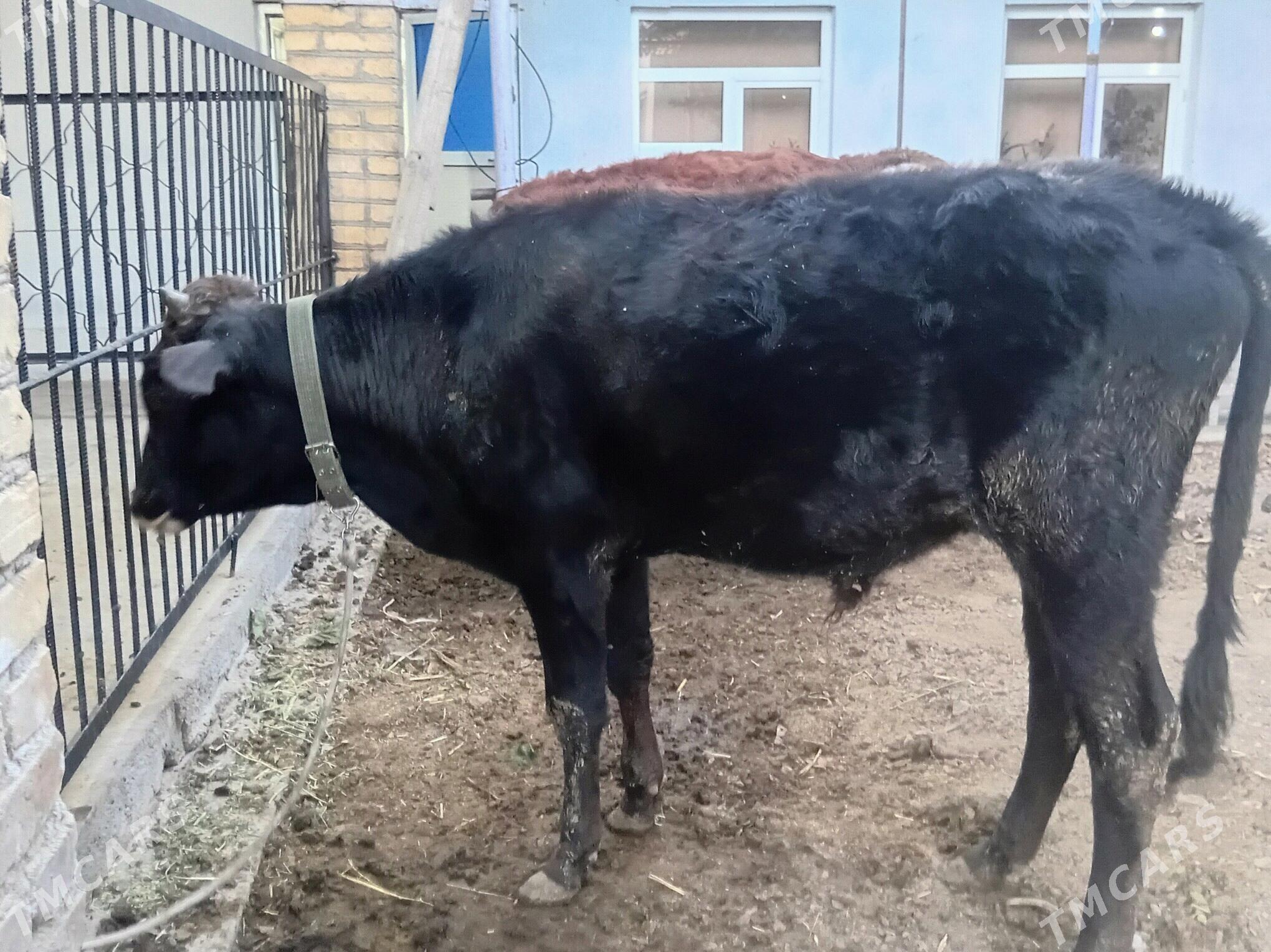 Okuzler ve unajyn - Türkmenabat - img 7