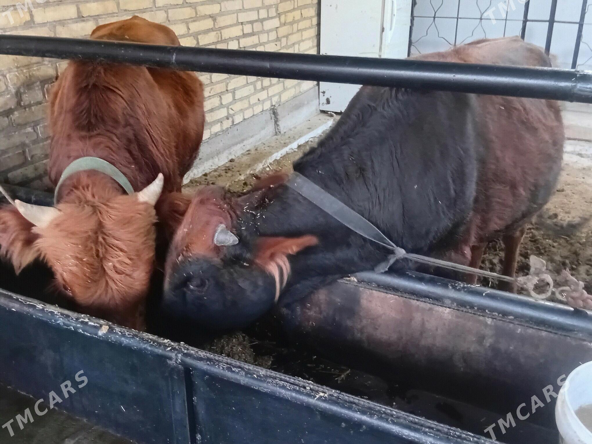 Okuzler ve unajyn - Türkmenabat - img 5