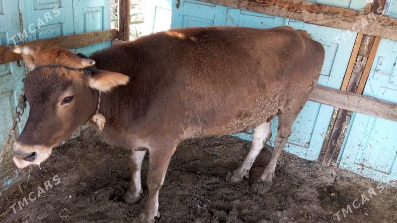 Sygyr - Бахарден - img 2