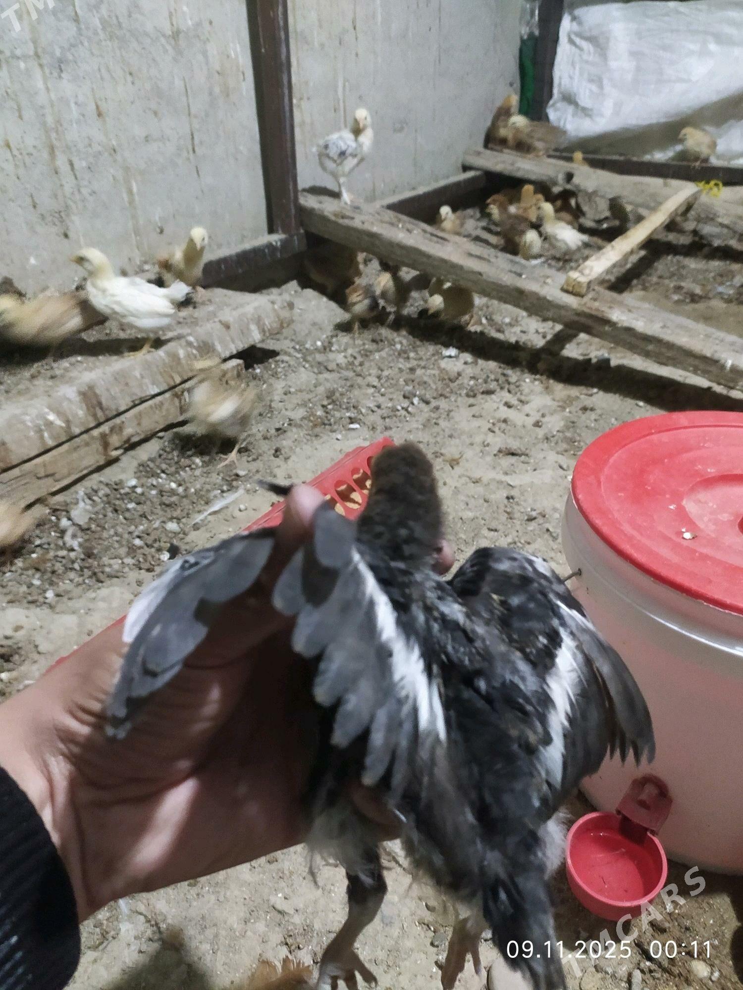 1,5 айлык жуйже - Gyzylarbat - img 1