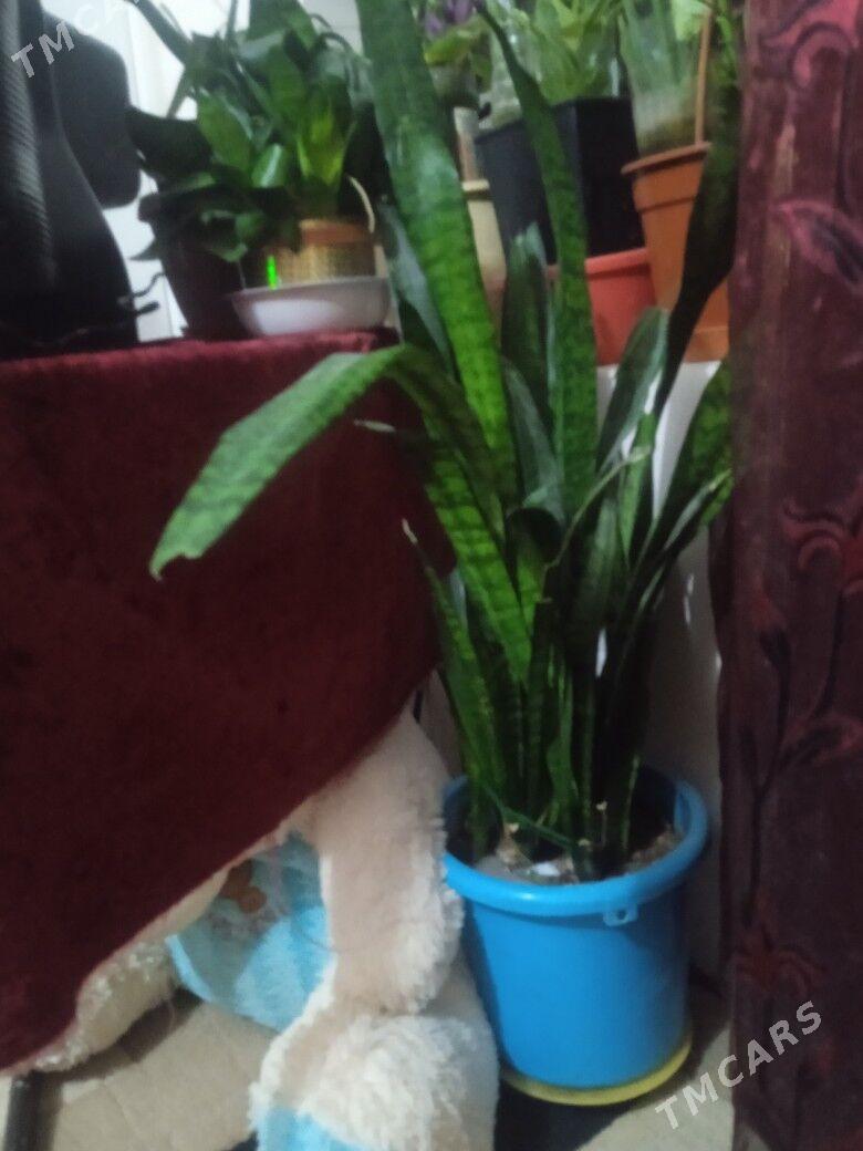 цветы комнатные - Mary - img 2