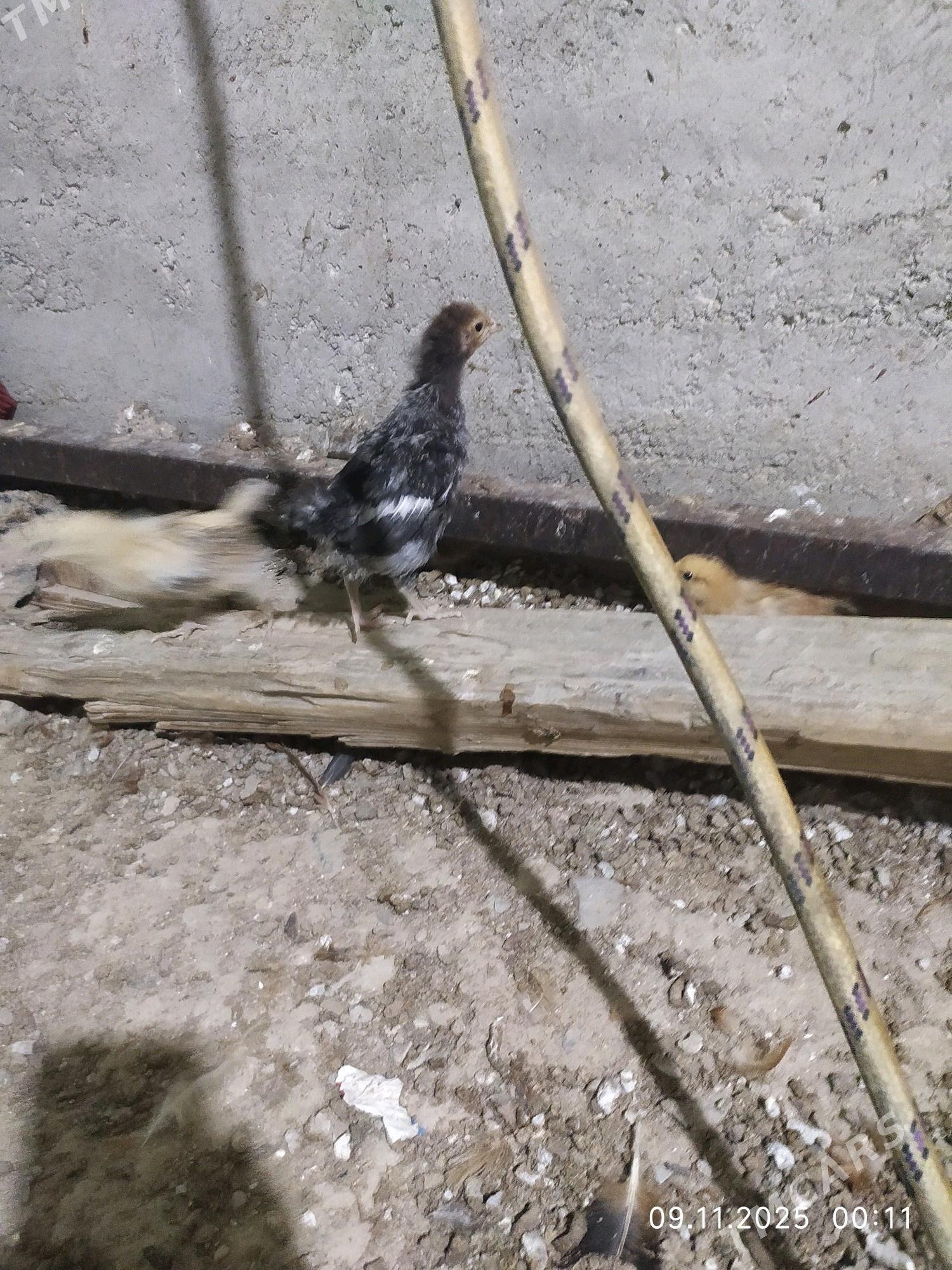 1,5 айлык жуйже - Gyzylarbat - img 4