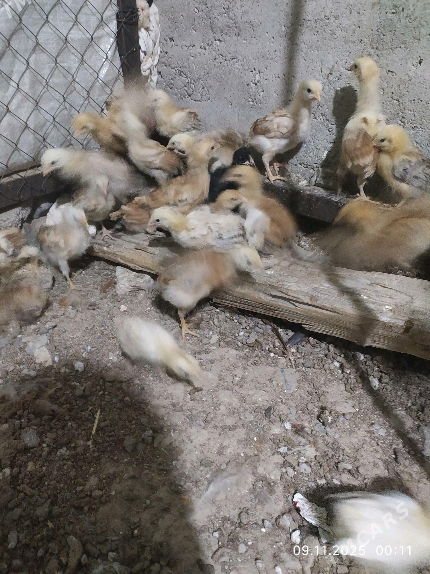 1,5 айлык жуйже - Gyzylarbat - img 3