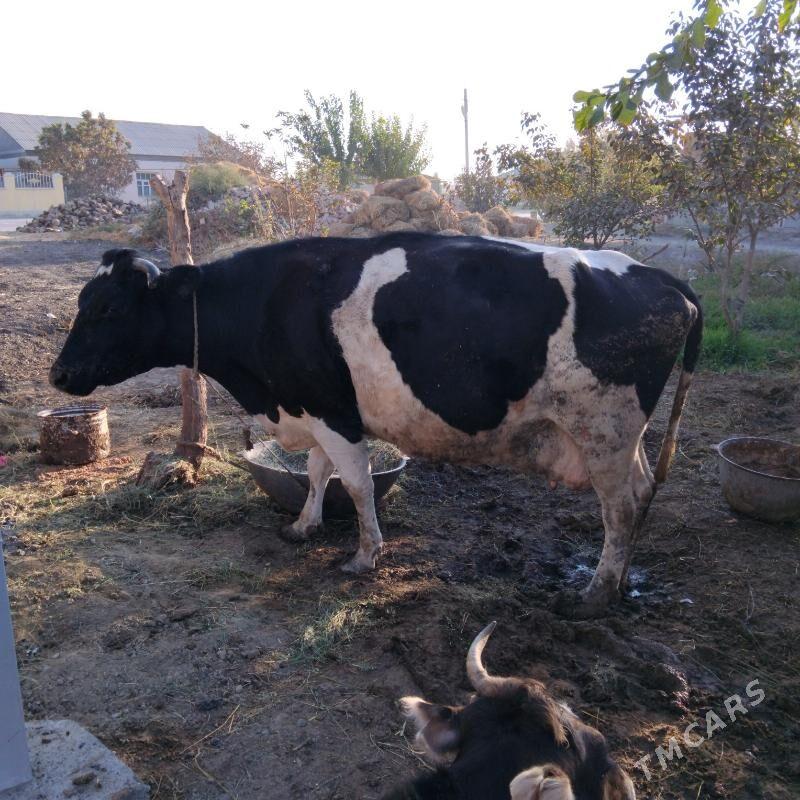 Galşdeÿin Sygyr - Gökdepe - img 2