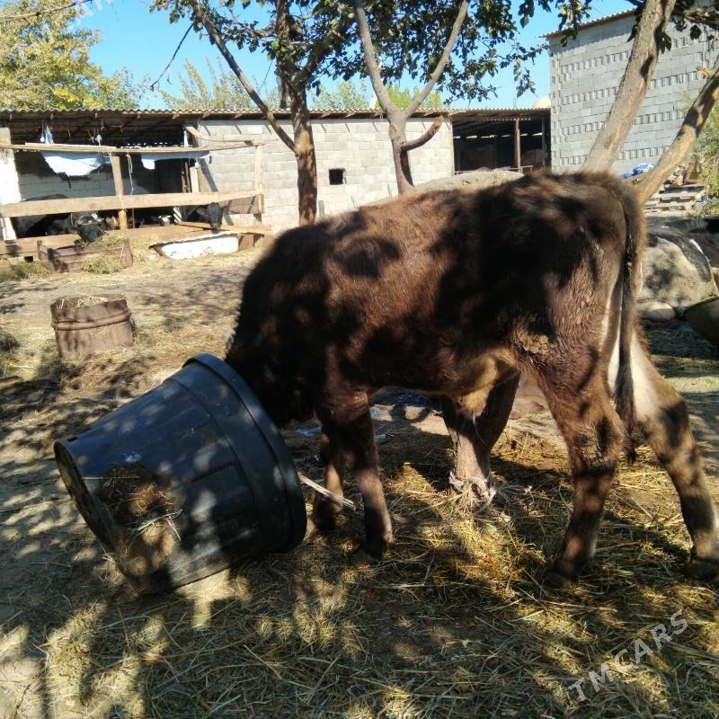 Galşdeÿin Sygyr - Gökdepe - img 6