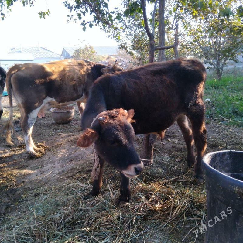 Galşdeÿin Sygyr - Gökdepe - img 5