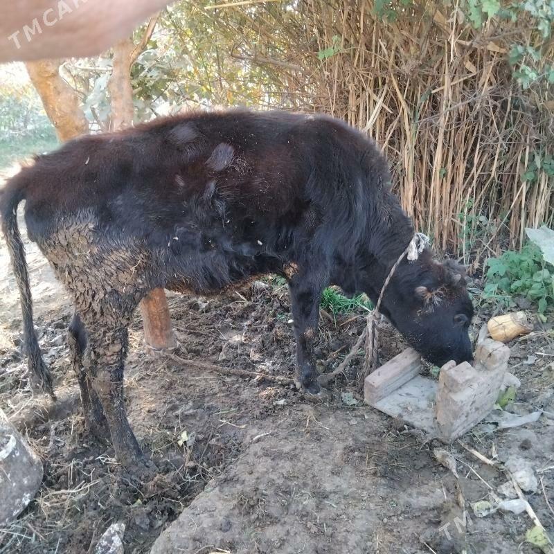 Galşdeÿin Sygyr - Gökdepe - img 4