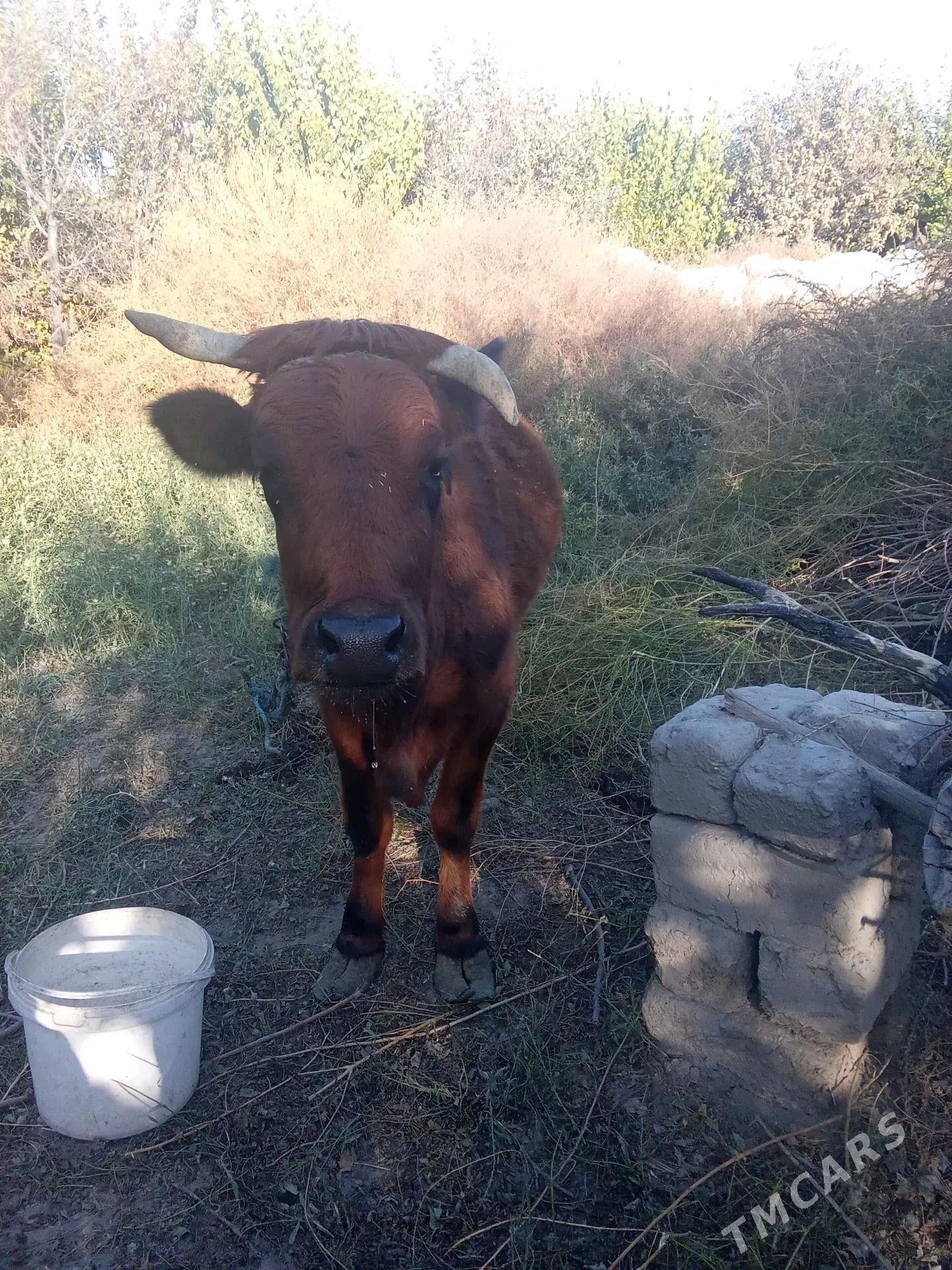 Sygyr - Türkmenabat - img 2