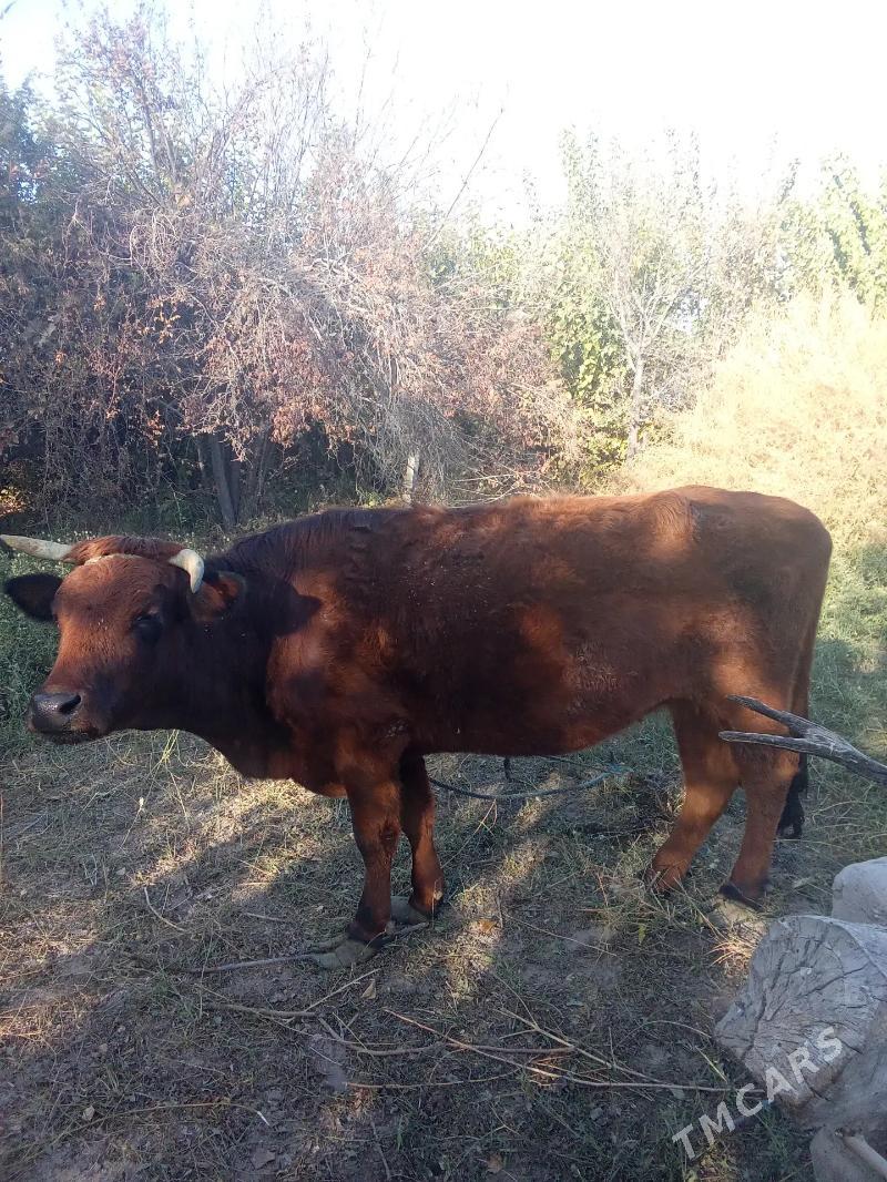 Sygyr - Türkmenabat - img 3