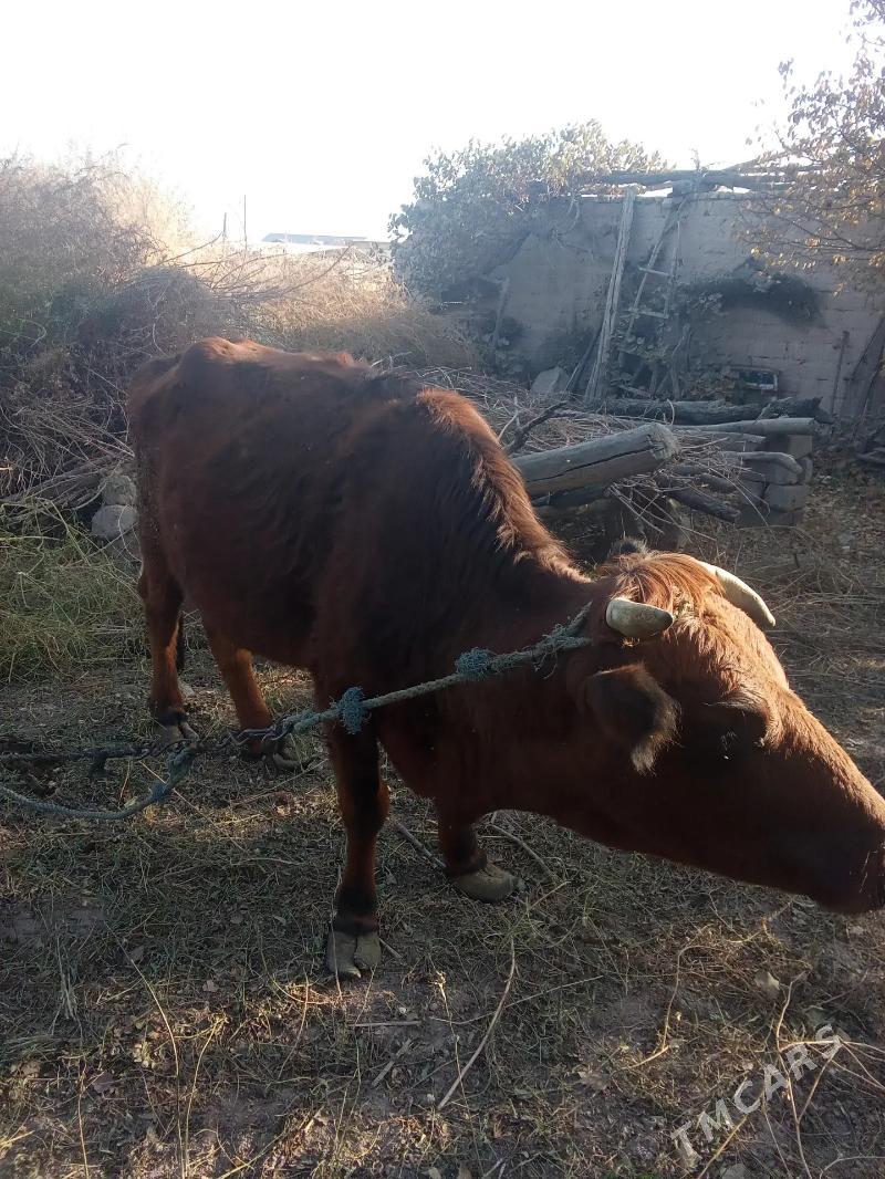 Sygyr - Türkmenabat - img 4