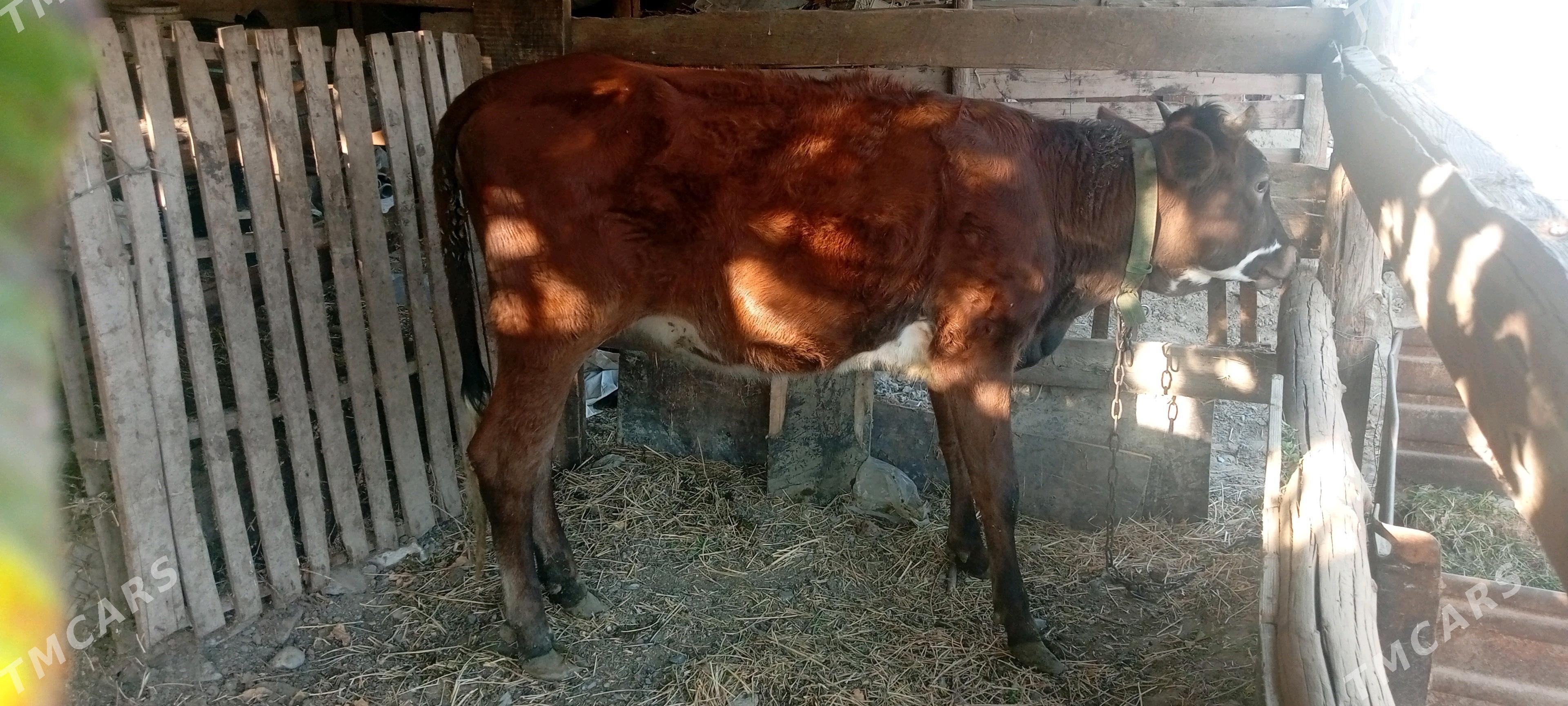 SYGYR TOHUM MAL - Büzmeýin - img 3