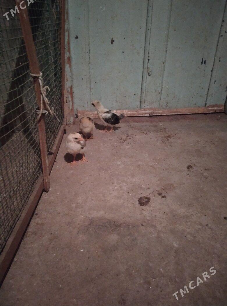 juje - Балканабат - img 3