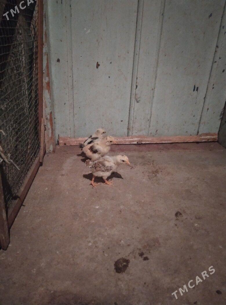 juje - Балканабат - img 2