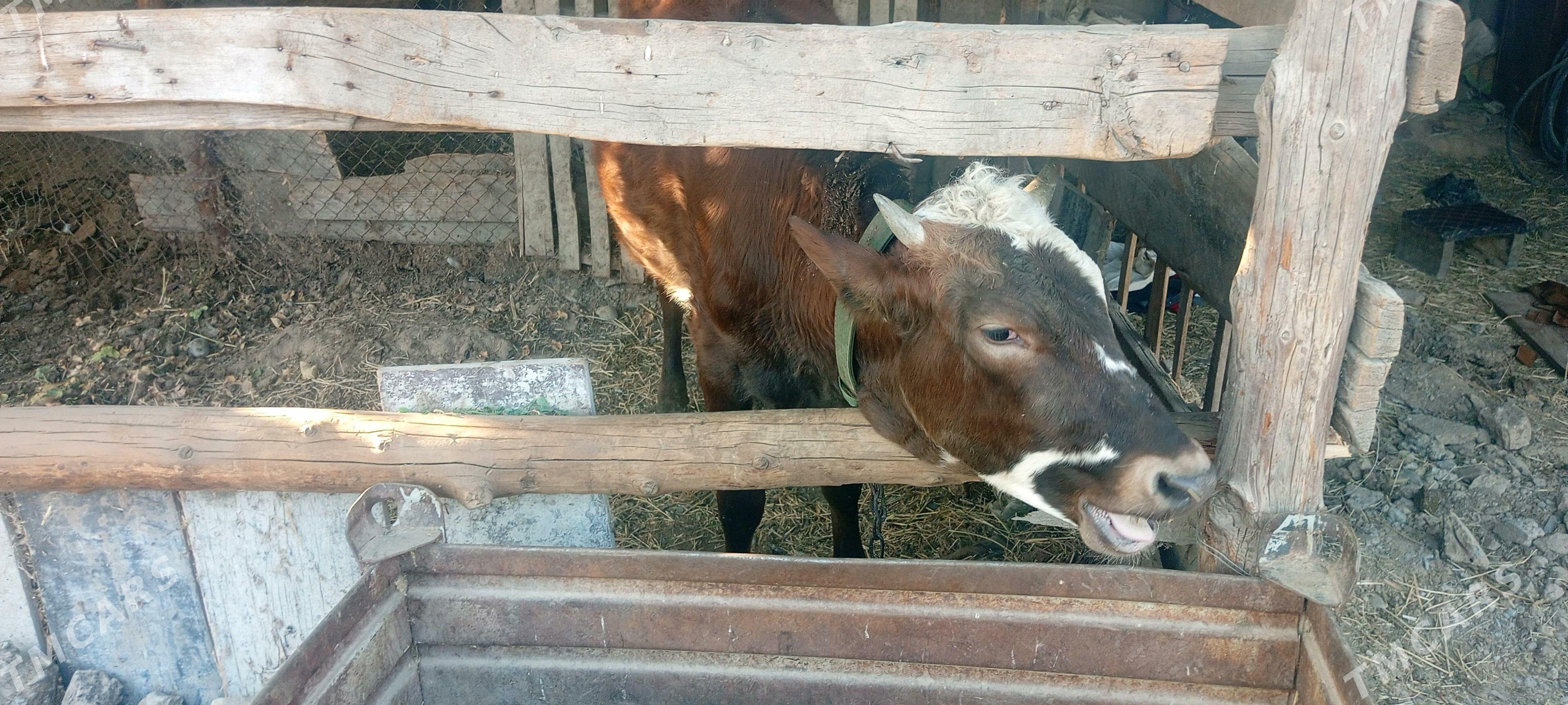 SYGYR TOHUM MAL - Büzmeýin - img 2
