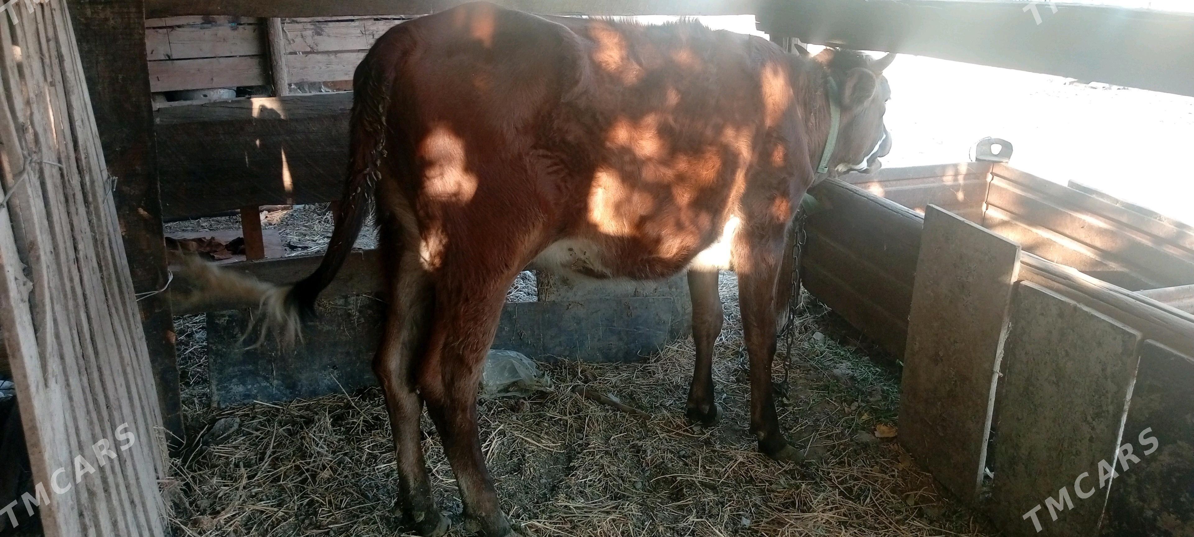 SYGYR TOHUM MAL - Büzmeýin - img 1