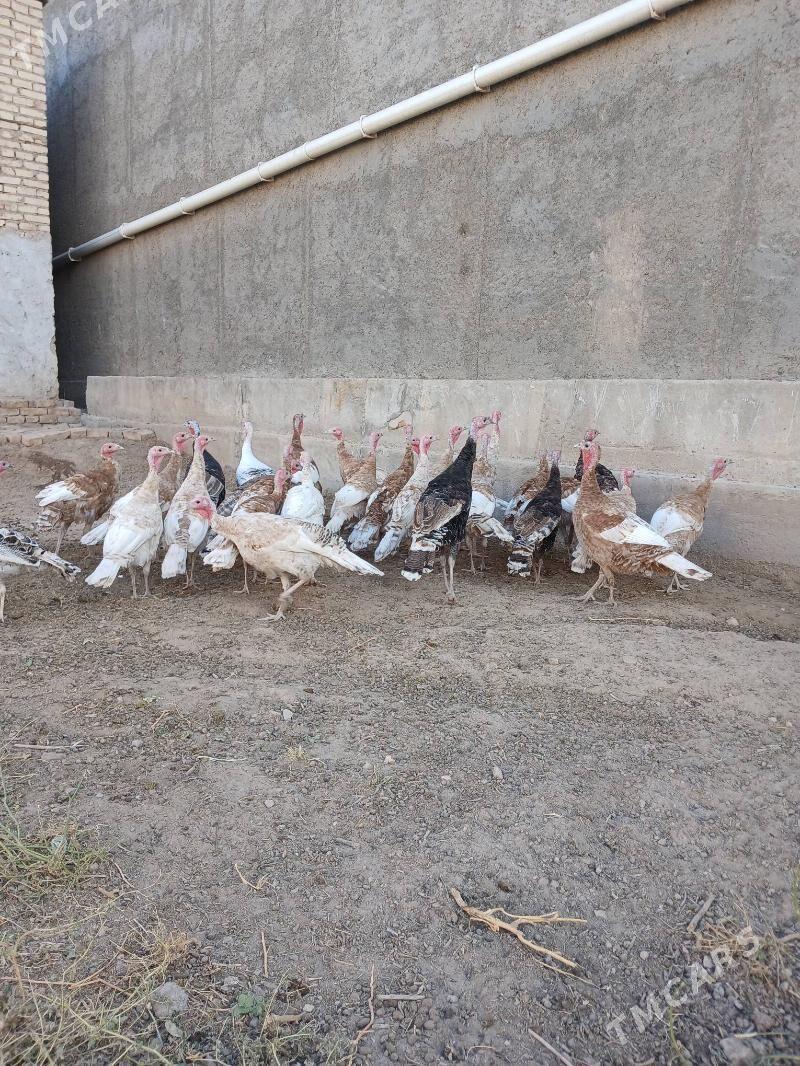 Induk - Чарджоу - img 3