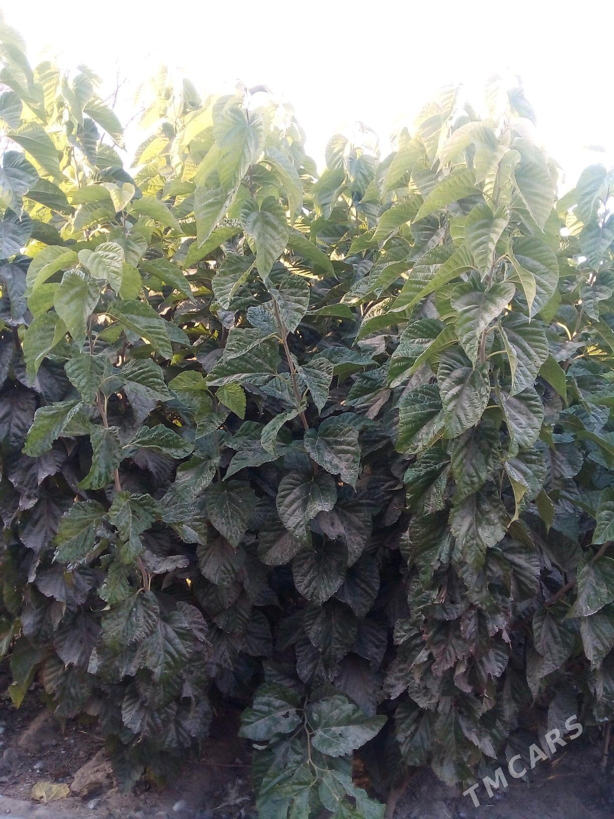 yapon tudy - Mary - img 3