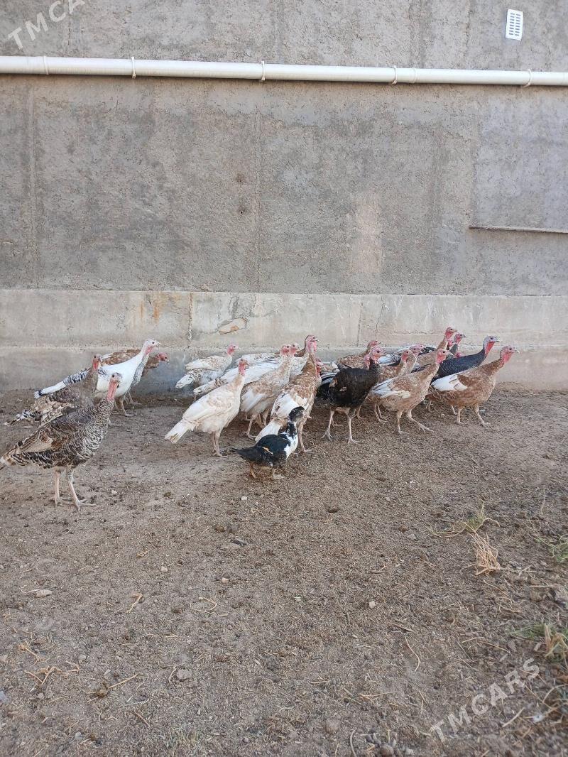 Induk - Чарджоу - img 2