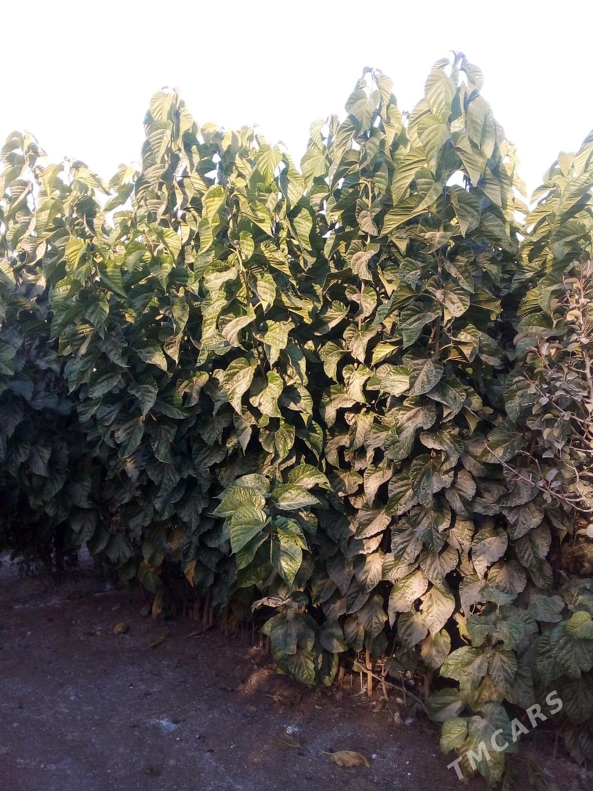 yapon tudy - Mary - img 4