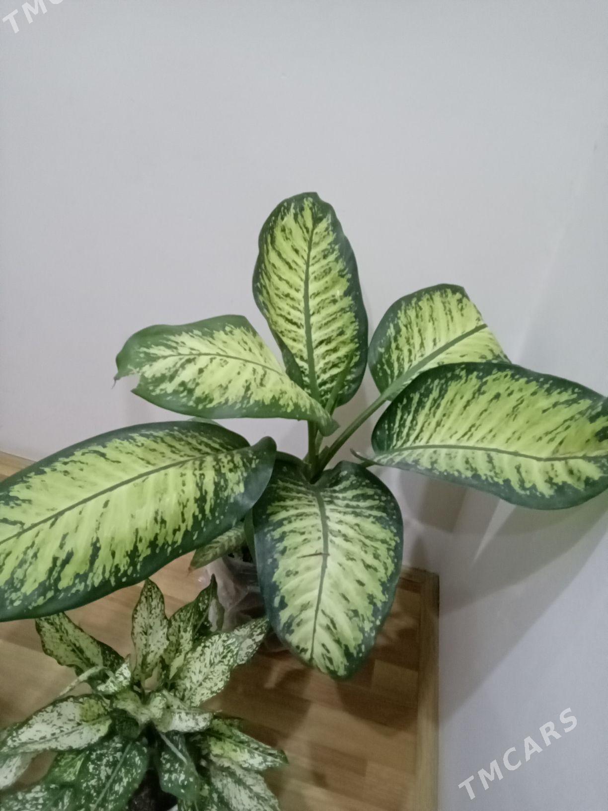 Деффенбахия  больщая - Ашхабад - img 2