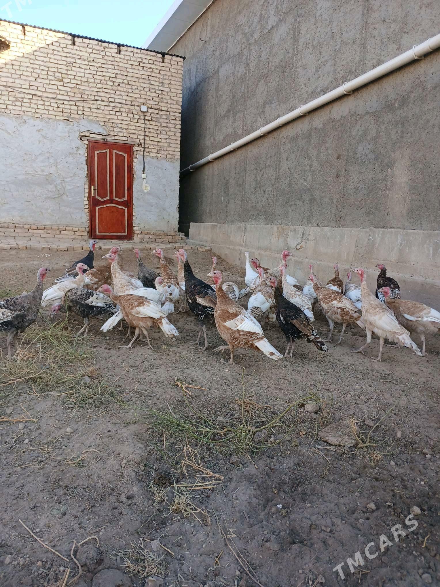 Induk - Чарджоу - img 4