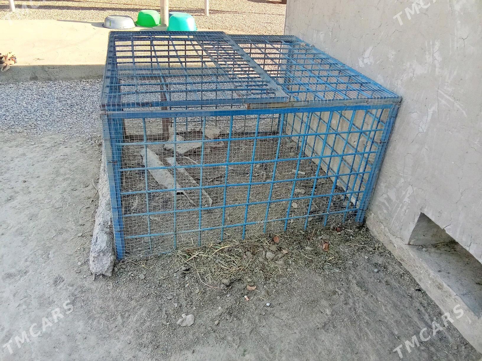 towuk ketek rasotgadan - Мары - img 1