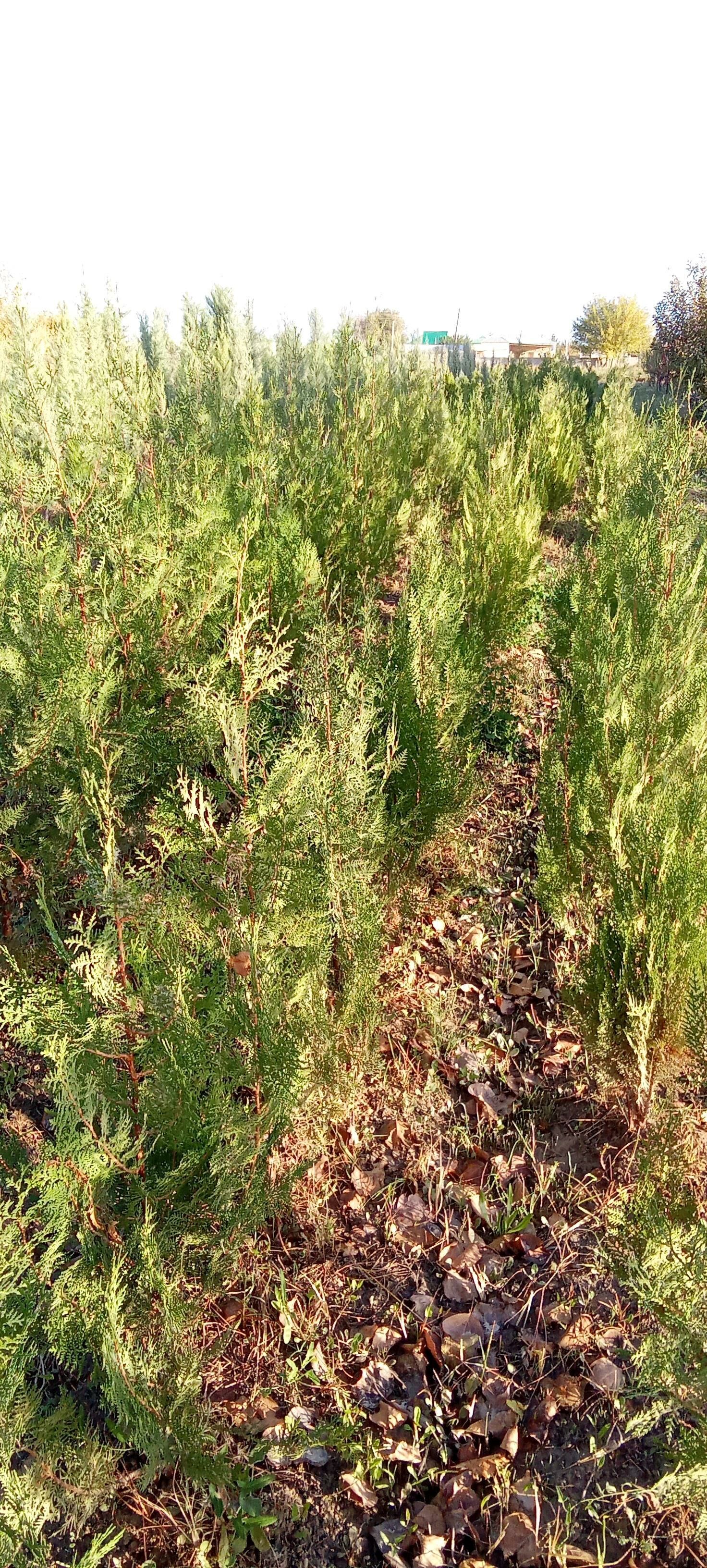 yolka - Кака - img 3