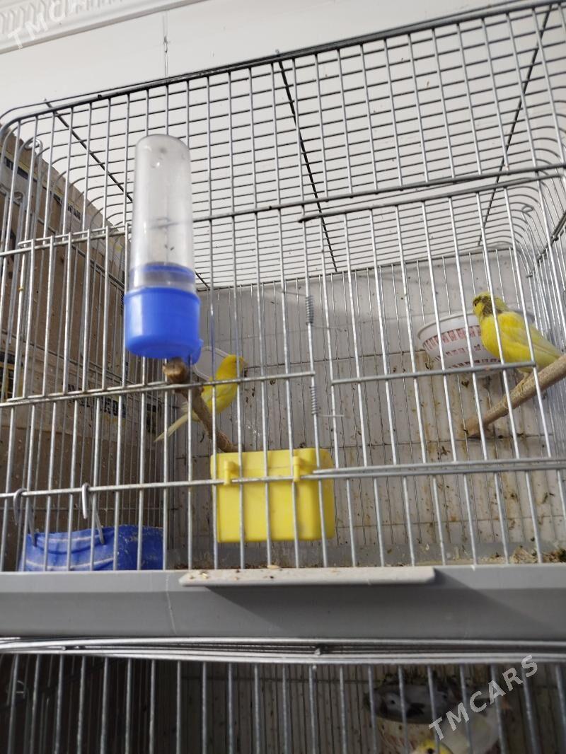 канарейки - Туркменабат - img 4