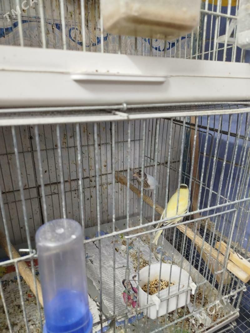 канарейки - Туркменабат - img 5