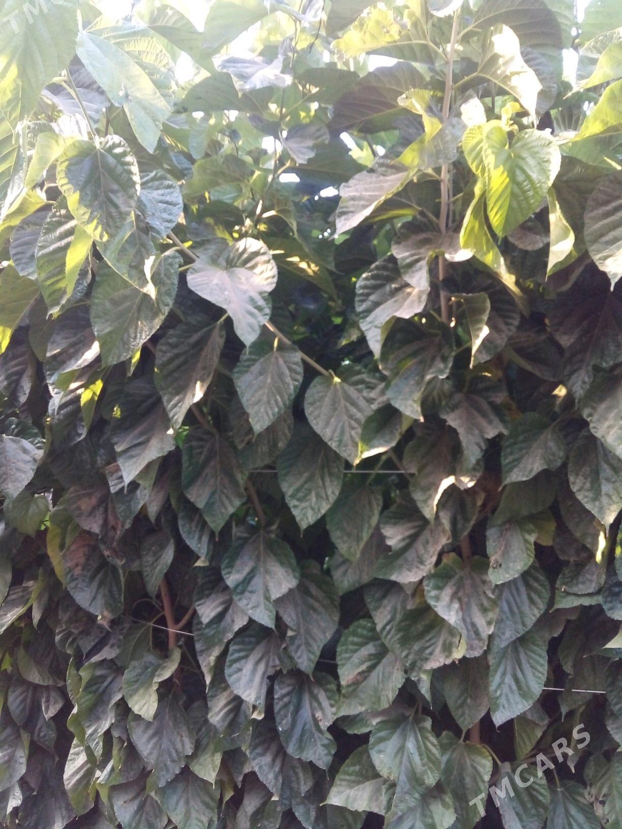 yapon tudy - Mary - img 5