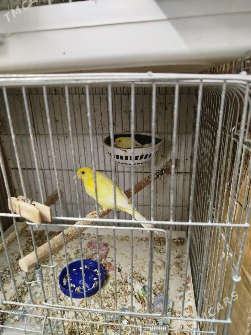 канарейки - Туркменабат - img 3