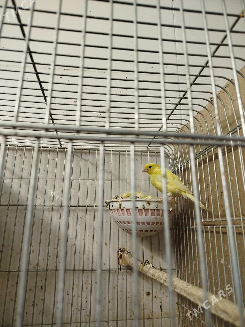 канарейки - Туркменабат - img 2