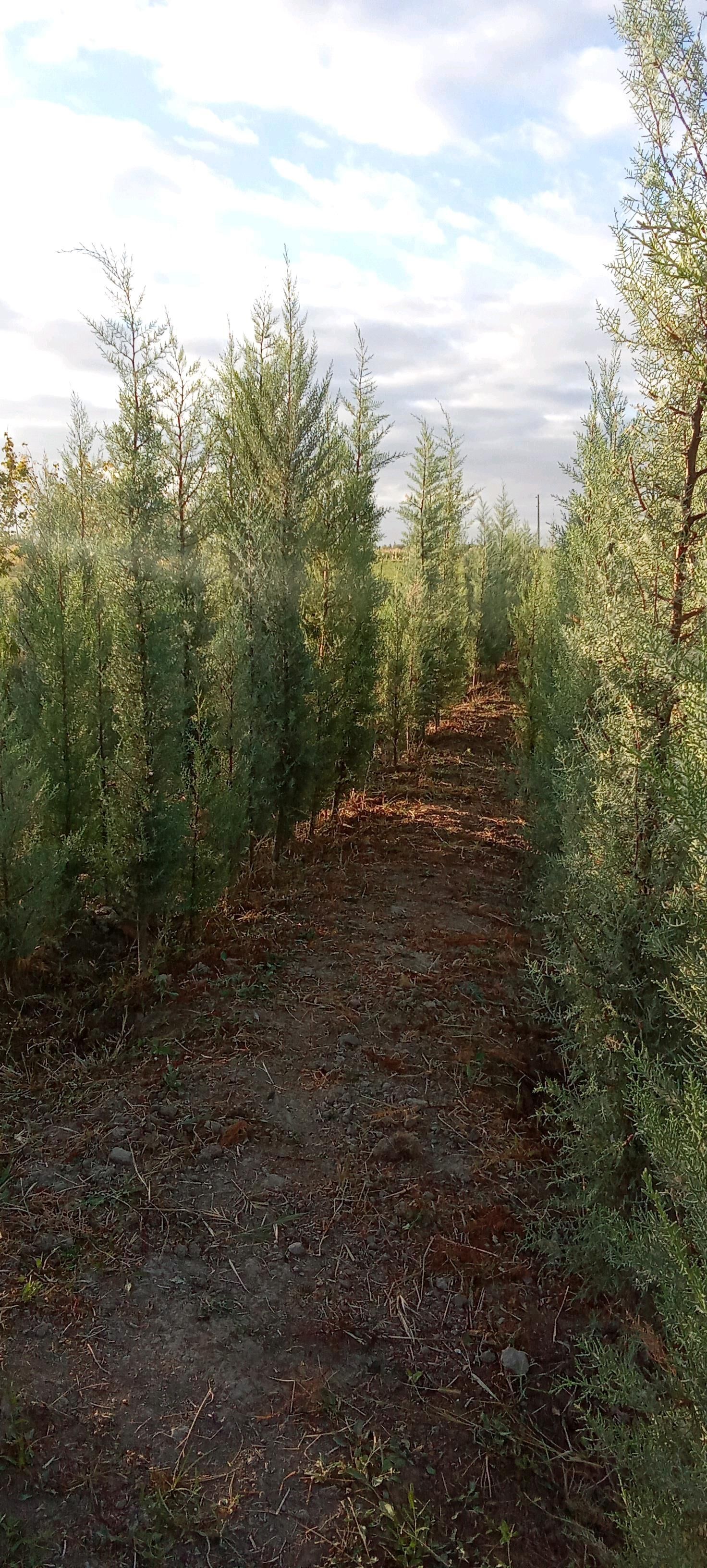 yolka - Кака - img 2