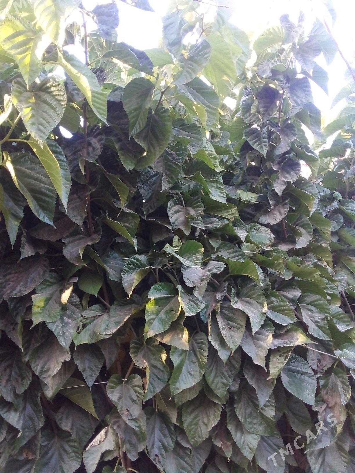 yapon tudy - Mary - img 6