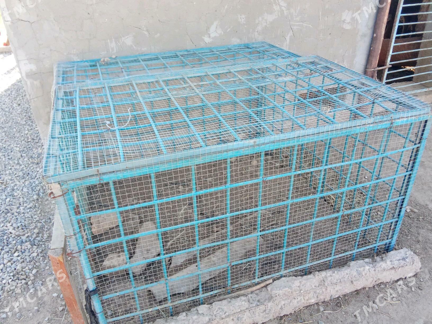 towuk ketek rasotgadan - Мары - img 2