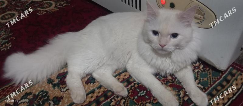 AK PISIK (БЕЛЫЙ КОТ) - Baýramaly - img 2