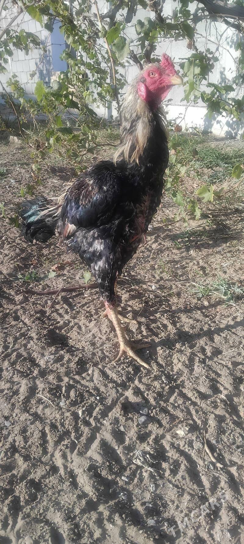 tovuk - Тязе заман - img 2