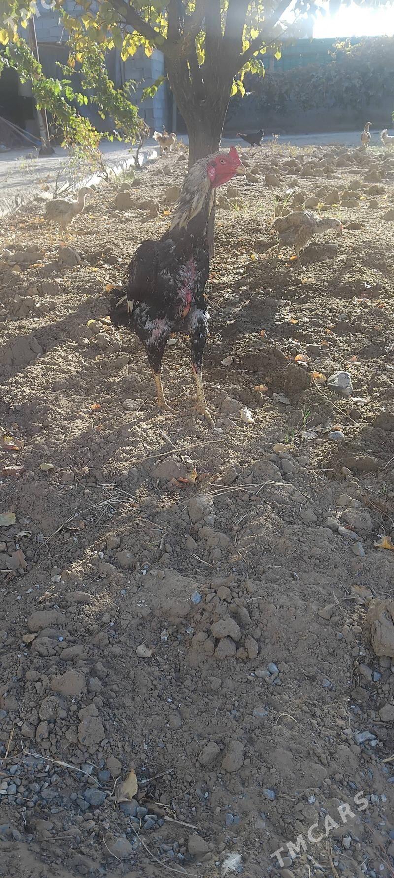 tovuk - Тязе заман - img 5