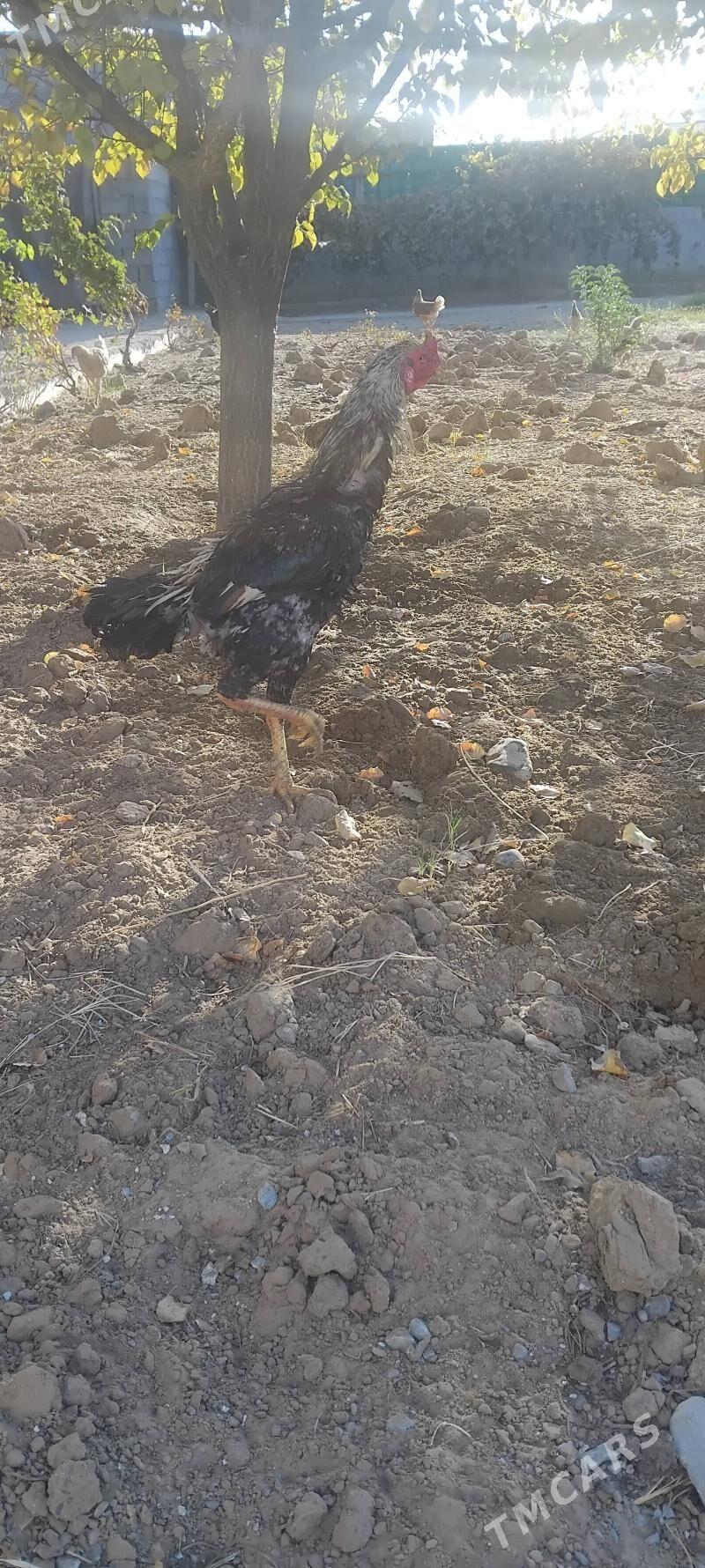 tovuk - Тязе заман - img 4