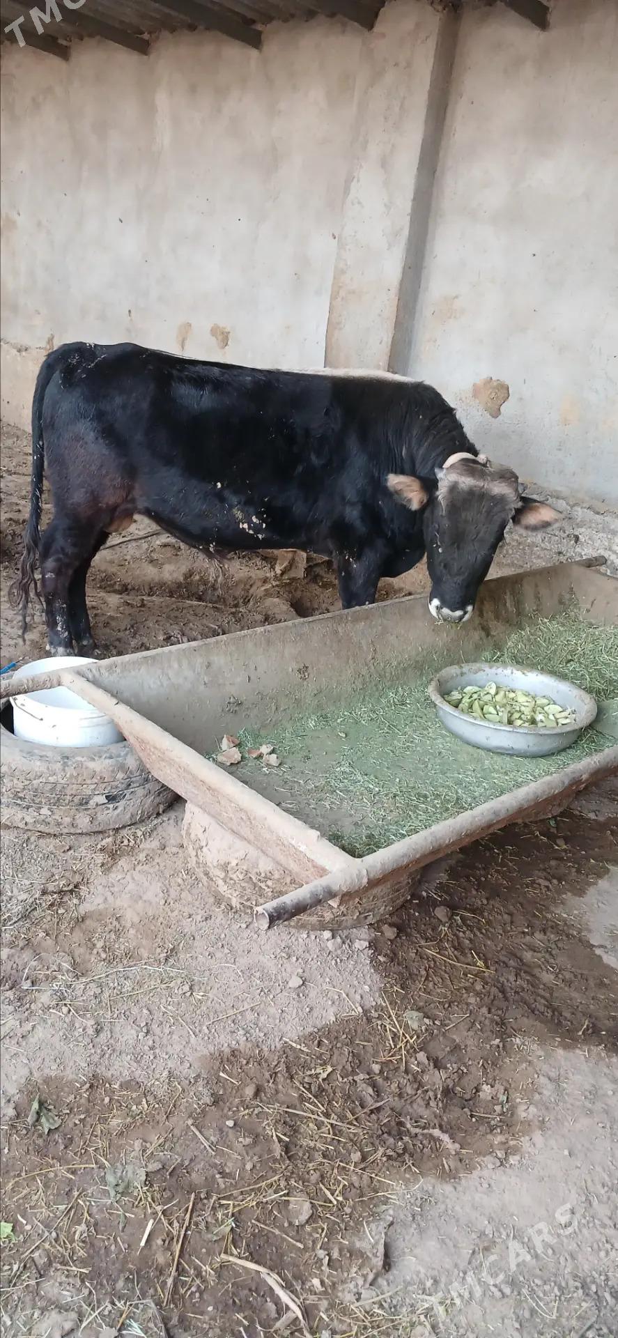 Tohym Ökiz - Бабадайхан - img 3