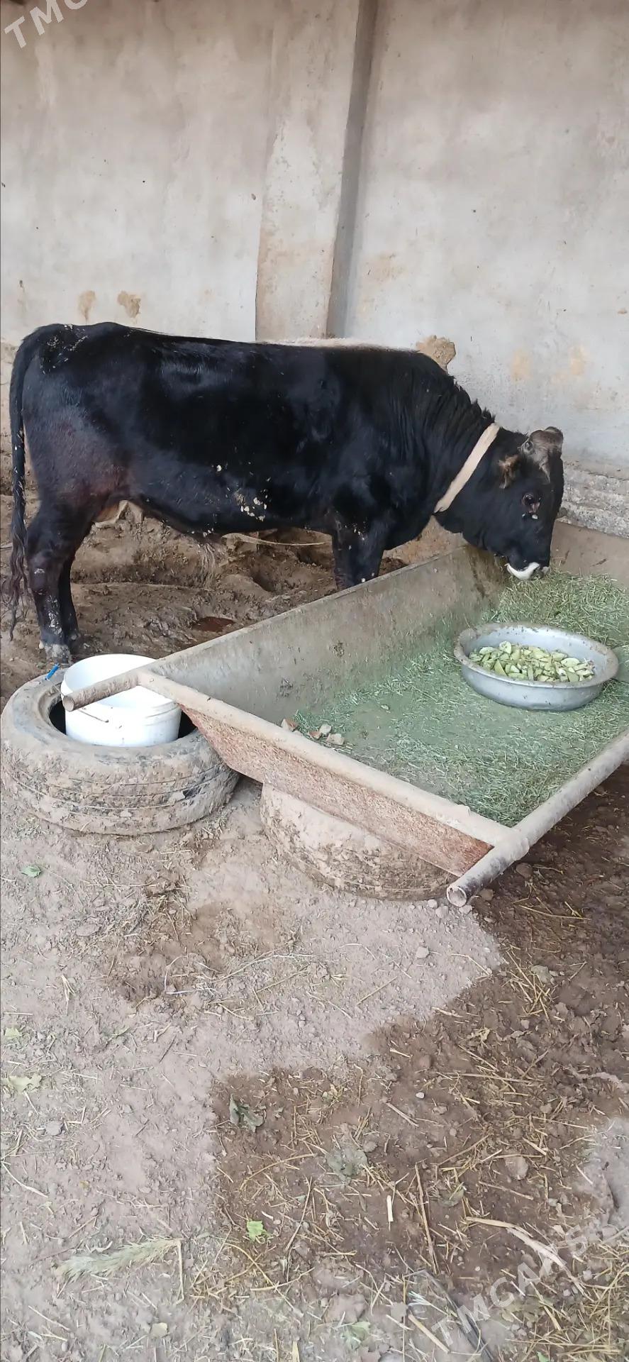 Tohym Ökiz - Бабадайхан - img 2