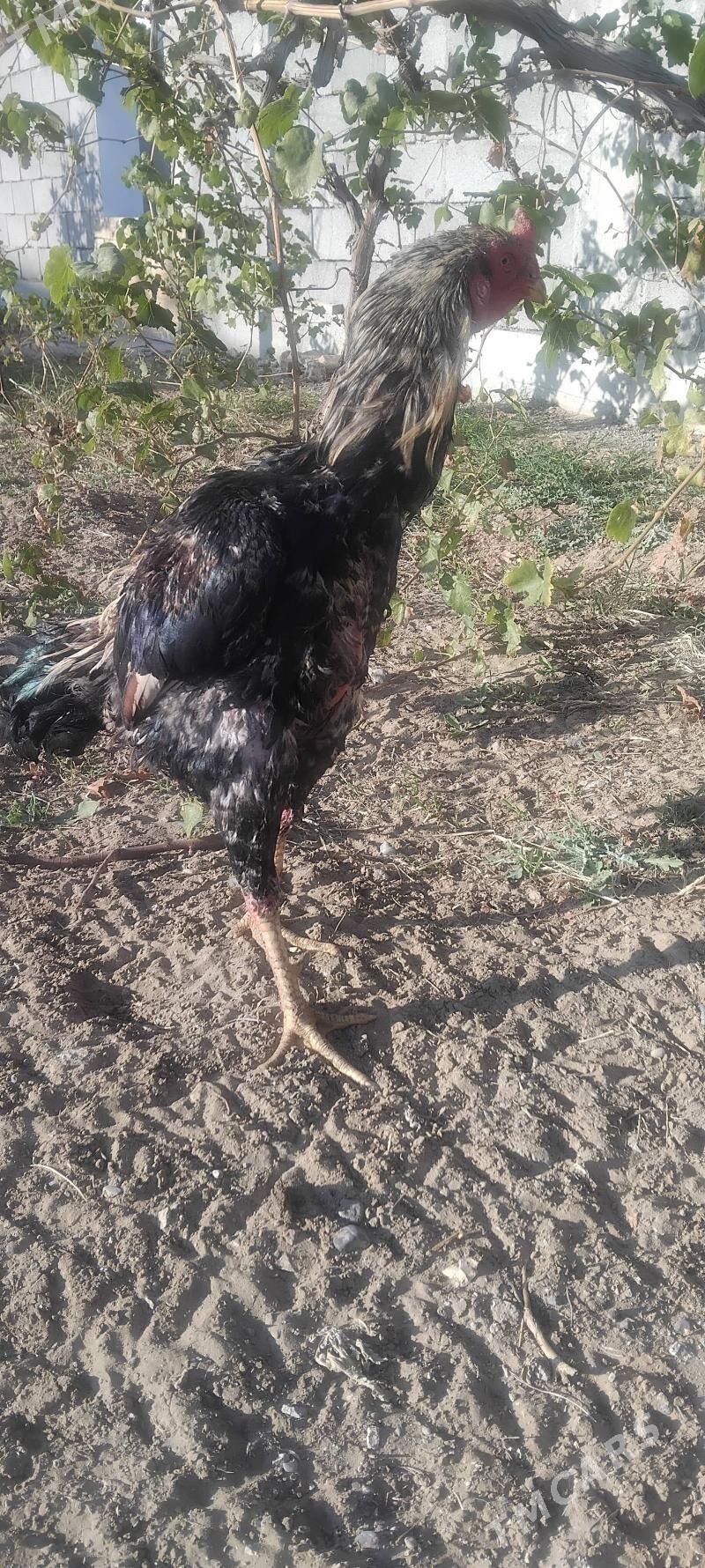 tovuk - Тязе заман - img 7