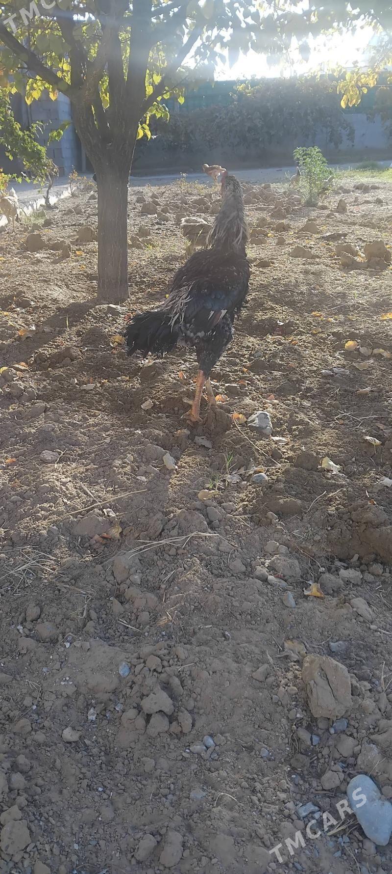 tovuk - Тязе заман - img 6