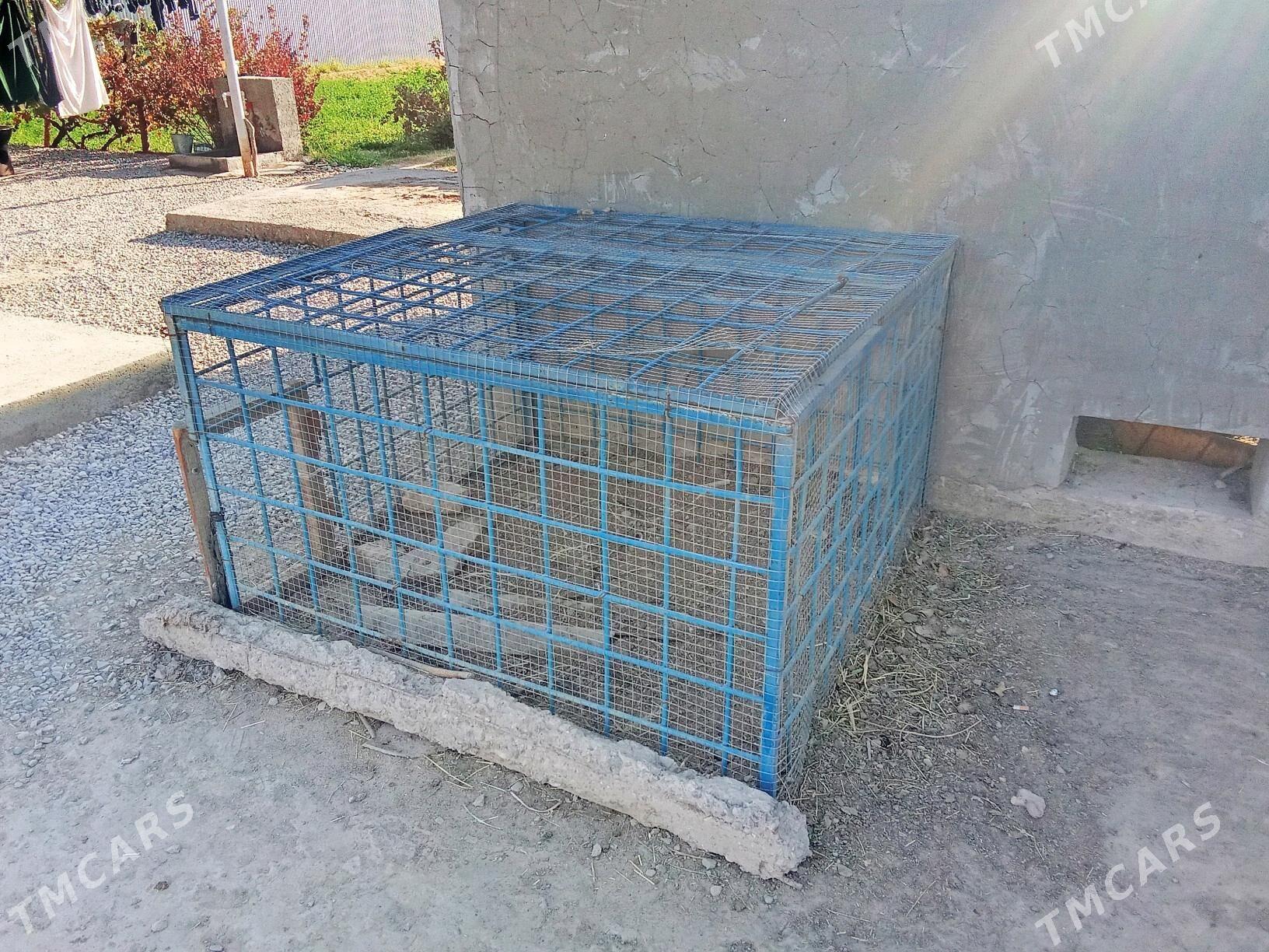 towuk ketek rasotgadan - Мары - img 3