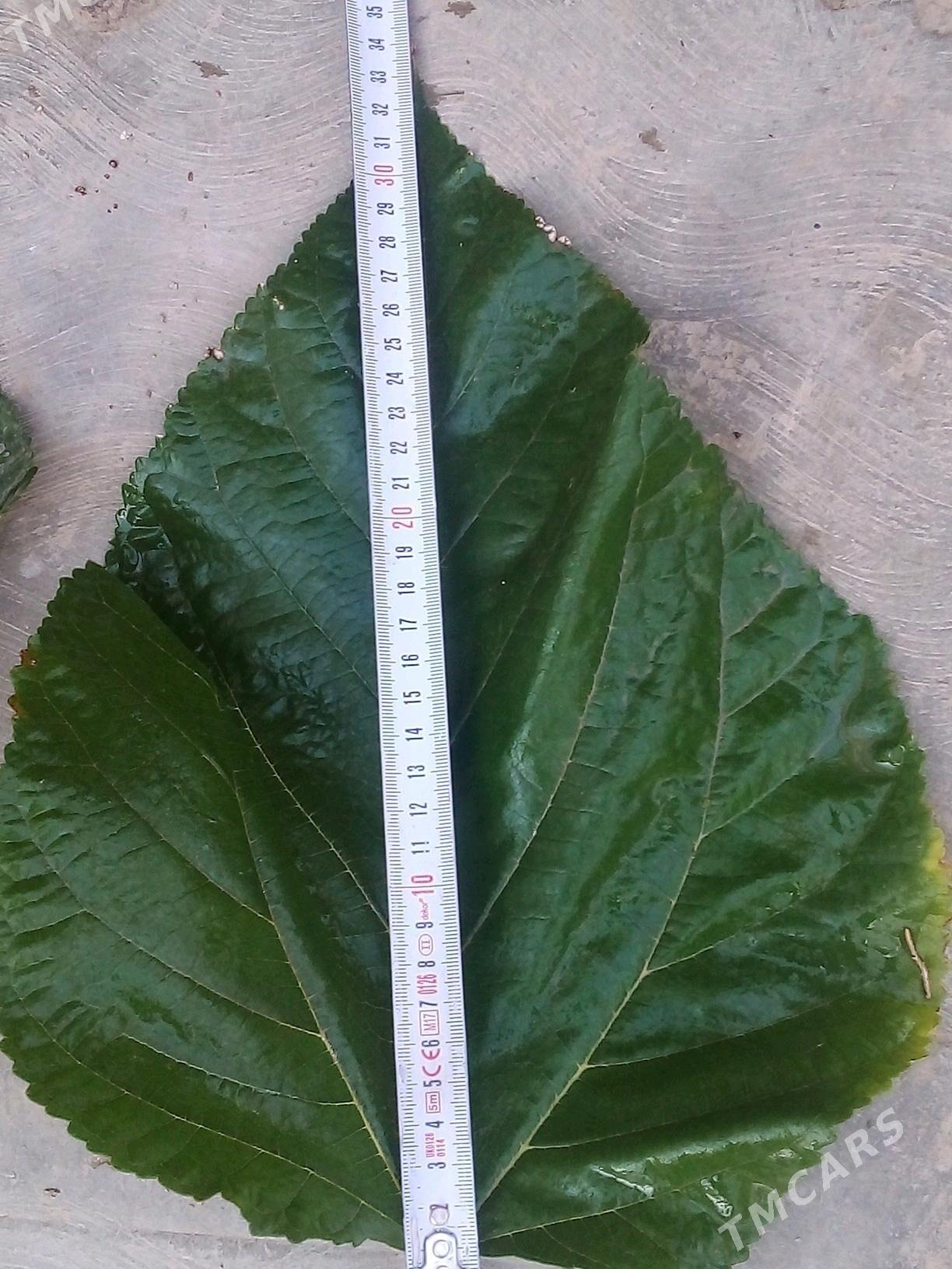 yapon tudy - Mary - img 2