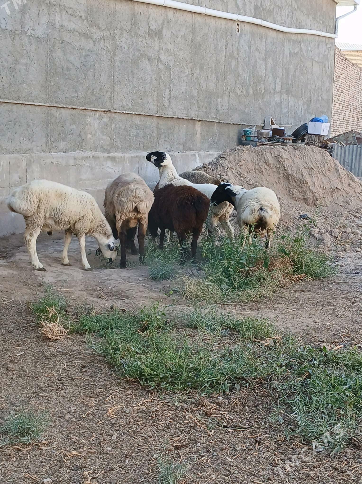 Goyun - Türkmenabat - img 3