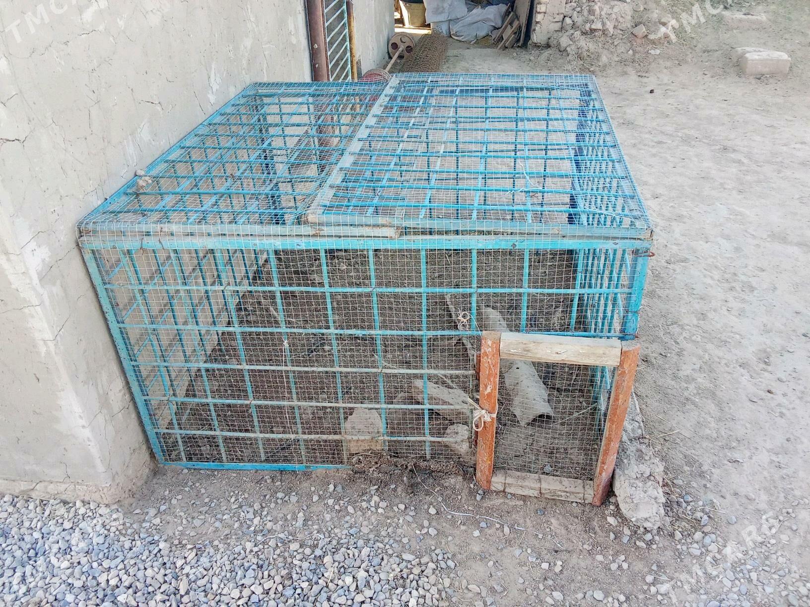 towuk ketek rasotgadan - Мары - img 4