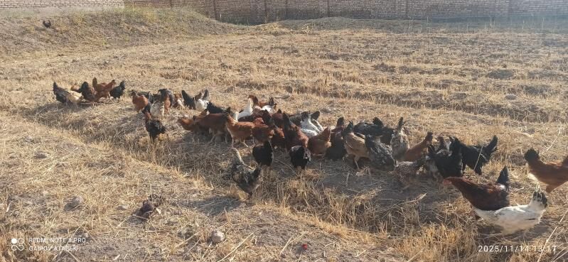 towuk - Дашогуз - img 3